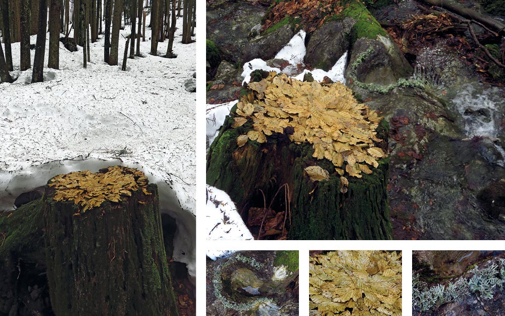 Blattgold, Land Art Achim Booth – Draußen